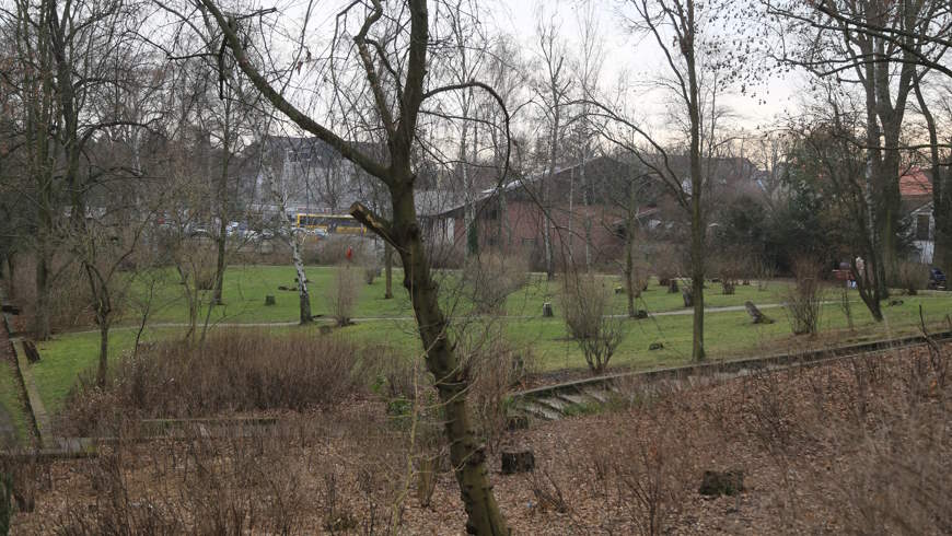 Volkspark Mariendorf: wachsende Anzahlen von Baumstümpfen künden vom Klimawandel - Foto: tsz