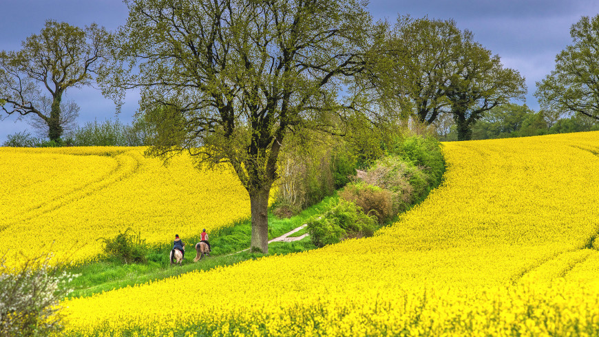 Rapsblüte 2023 - Raps ist auch für Tiere gut