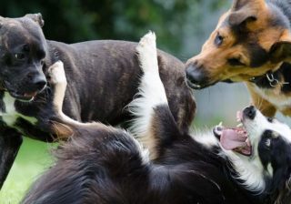 Spielende Hunde