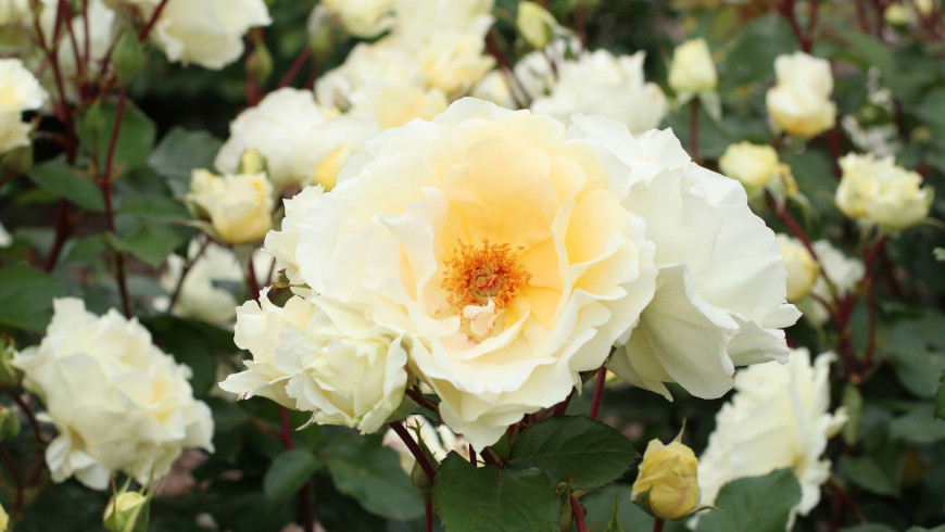 Beetrose Mentor®-Rose aus dem Hause Kordes