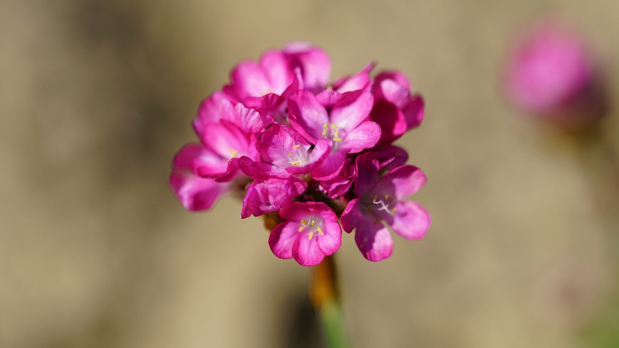 Die Strand-Grasnelke ist Blume des Jahres 2024