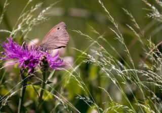 Artenschutz im Garten