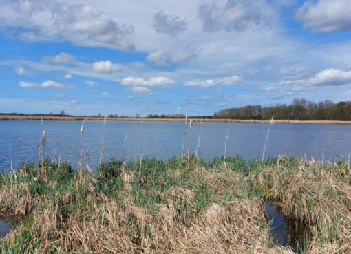 Gänselake bei Stangenhagen