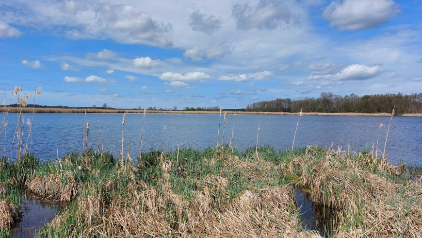 Gänselake bei Stangenhagen