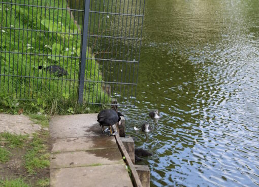 Bläßhuhn-Familie beim Füttern