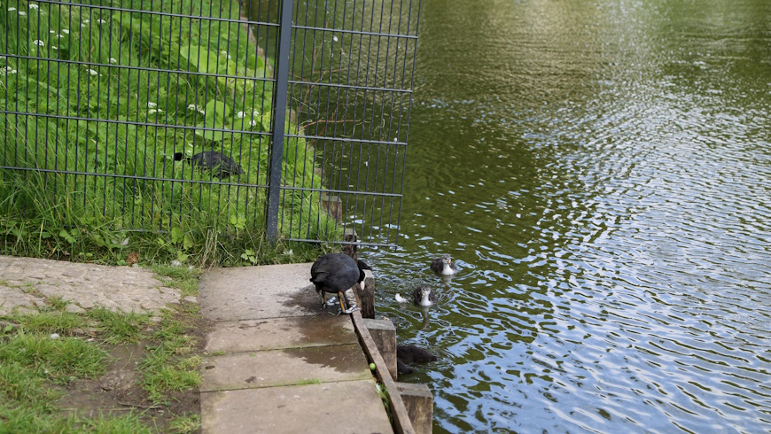 Bläßhuhn-Familie beim Füttern
