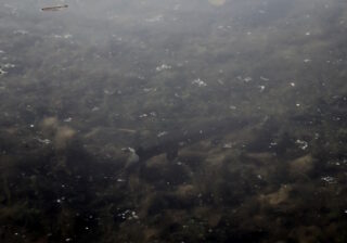 Hecht (Esox lucius)