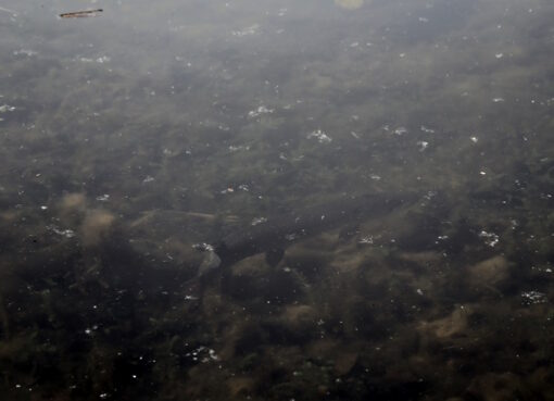 Hecht (Esox lucius)