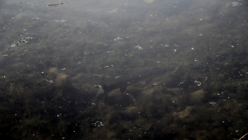 Hecht (Esox lucius)