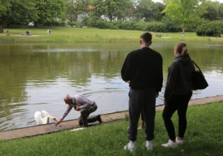 Blümelteich: Schwan schnappt zu