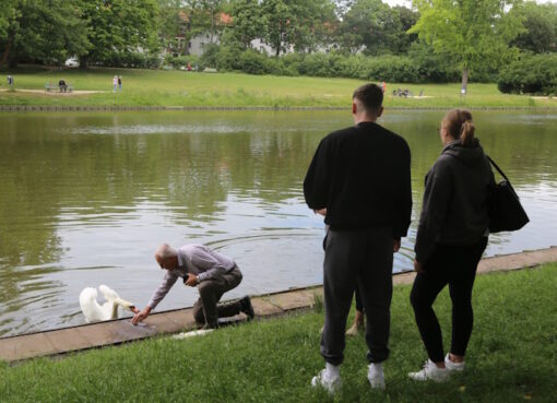Blümelteich: Schwan schnappt zu