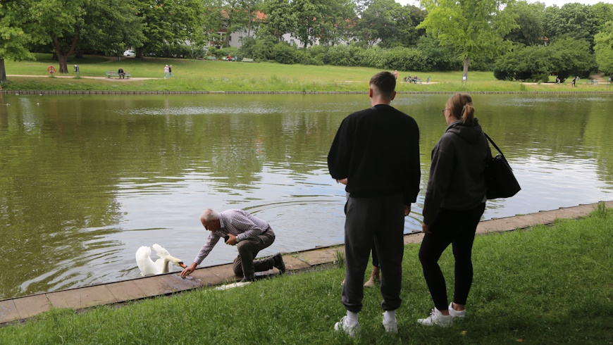 Blümelteich: Schwan schnappt zu