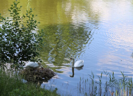 Schwanenfamilie im Blümelteich