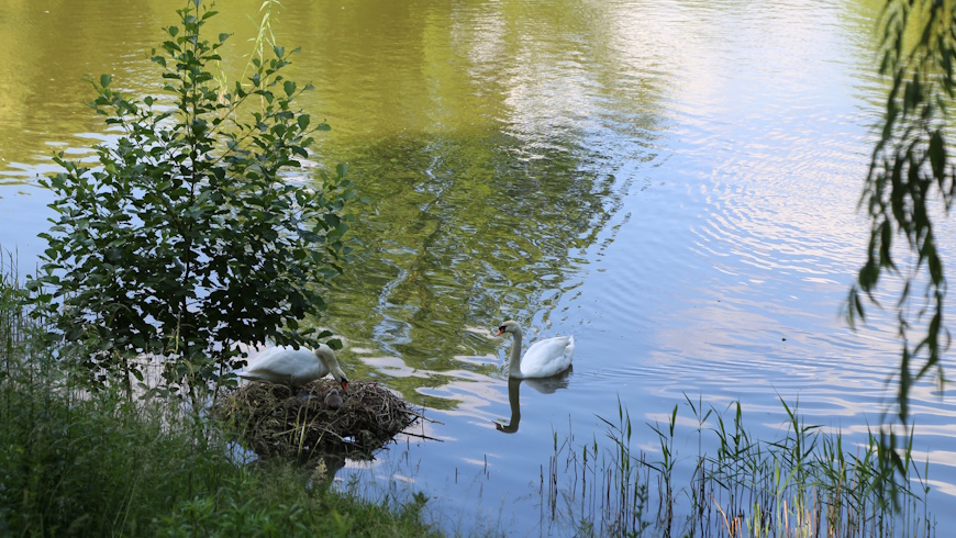 Schwanenfamilie im Blümelteich