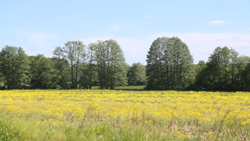 Stillgelegter Acker mit Jakobskreuzkraut