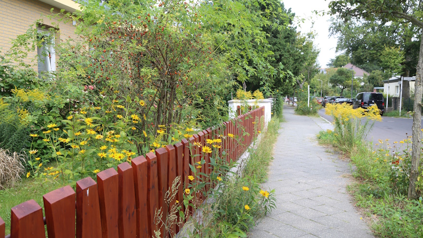 Goldrute (Solidago canadensis)
