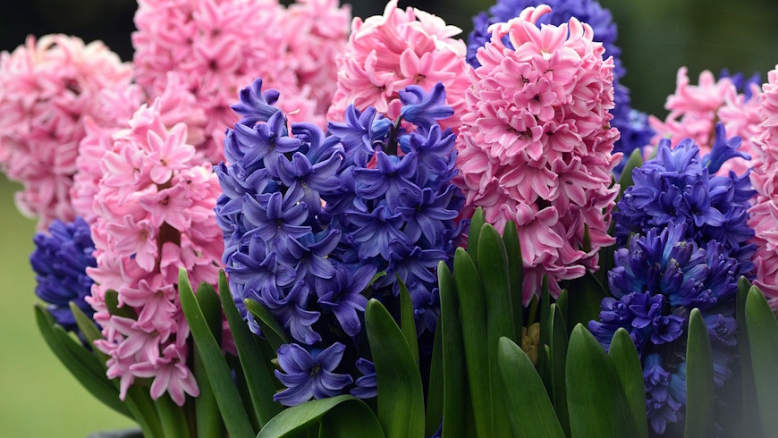 Hyazinthen ( Hyacinthus orientalis )