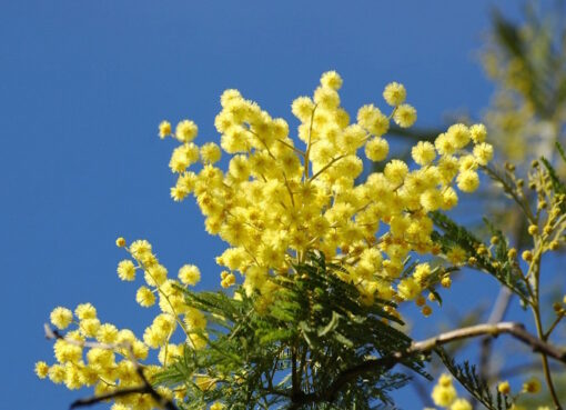 Blühende Mimosa