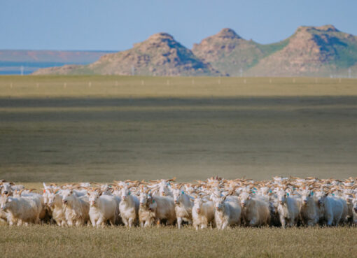 Kaschmirziegen in der Inneren Mongolei Chinas