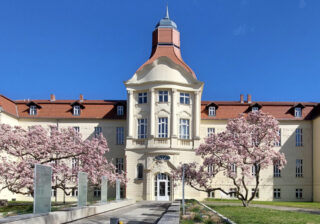 Magnolien in Lichterfelde an der Carstennstraße
