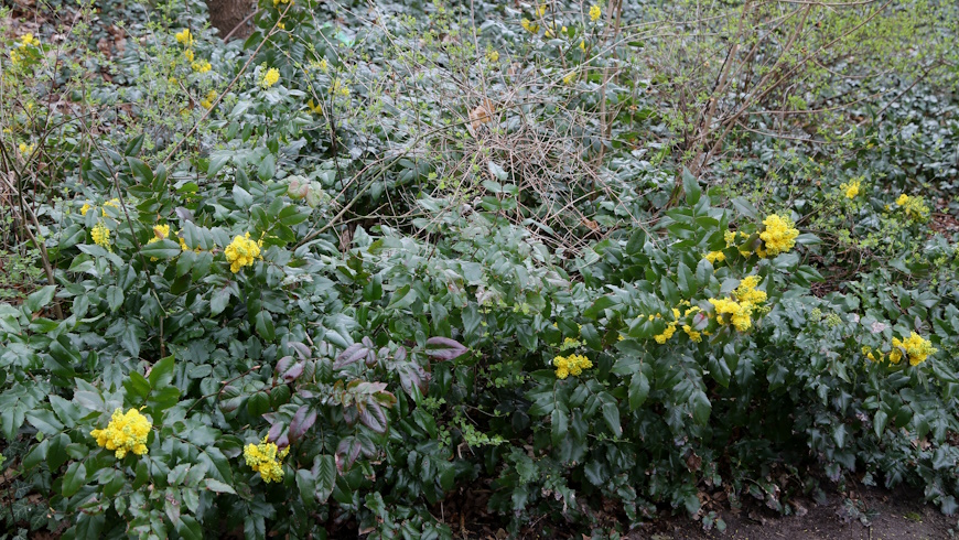 Mahonia (Mahonia aquifolium)