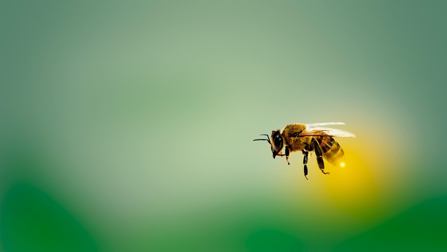 Honigbiene im Flug