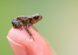 Erdkröte ( Bufo bufo )