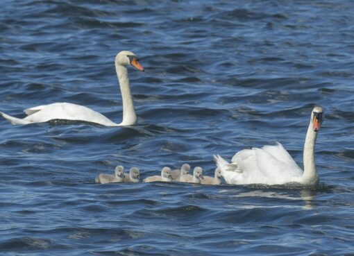 Vogelbeobachtung auf Eiswerder.