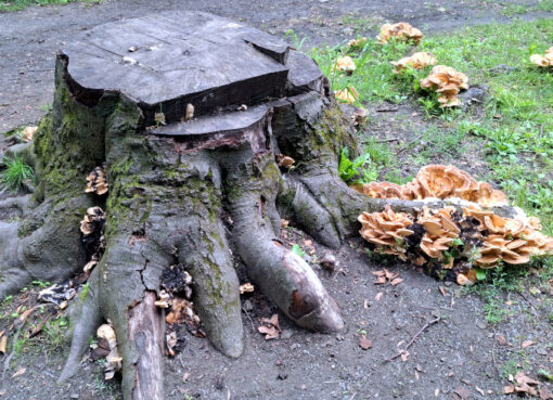 Baumstumpf einer Buche