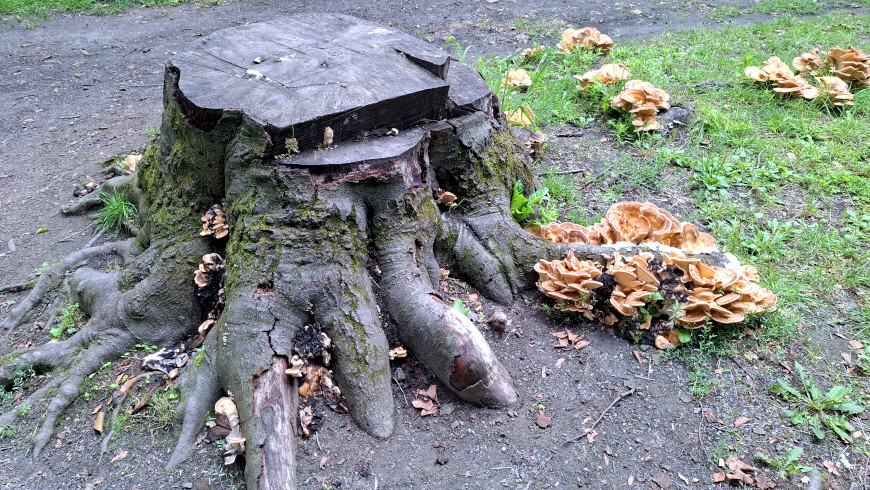 Baumstumpf einer Buche