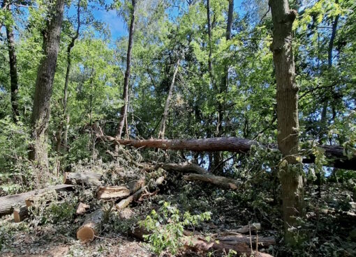 Wald mit Sturmschaden