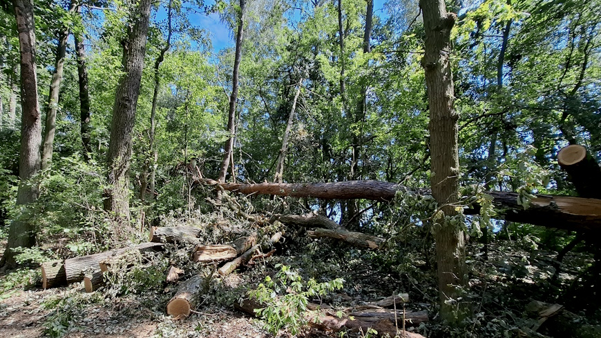 Wald mit Sturmschaden