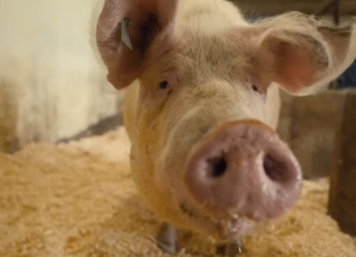 „Was passiert, wenn Schweine einfach leben dürfen?“ - Screenshot: © Youtube-Video Der Tierarzt - Dr. Karim Montasser