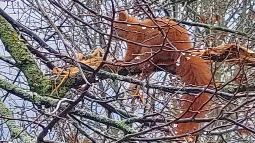 Eichkater nach Winterruhe gesichtet