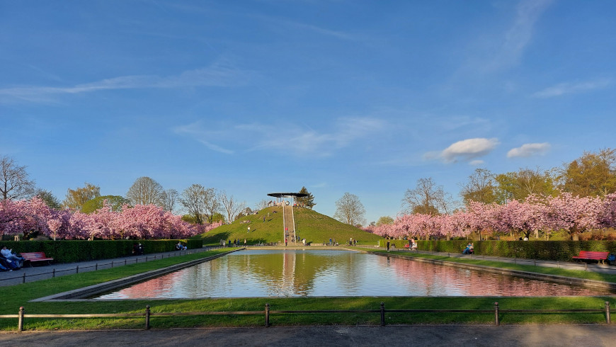 Kirschblüte im Lilienthalpark in Lichterfelde