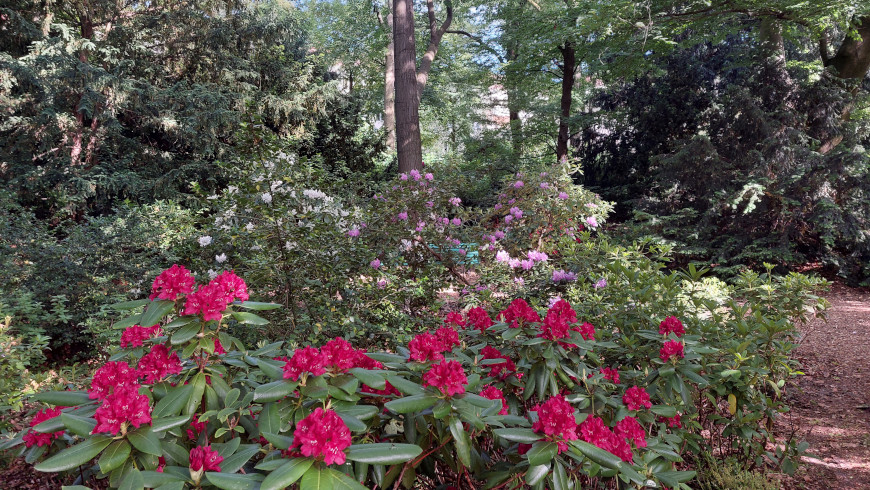 Rhododendron-Farne und Pontische Azaleen zieren den Frankepark im Ostteil.