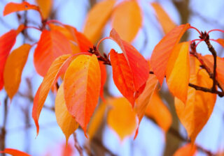 Herbstlaub - Foto: © Manfred Richter, Pixabay